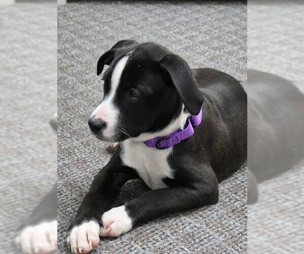 Medium Photo #2 American Pit Bull Terrier-Labrador Retriever Mix Puppy For Sale in Brewster, NY, USA