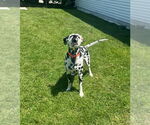 Small #3 Dalmatian