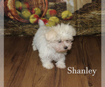 Small Photo #7 Maltese Puppy For Sale in CHANUTE, KS, USA