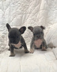 Small Photo #4 French Bulldog Puppy For Sale in NEWMAN, CA, USA