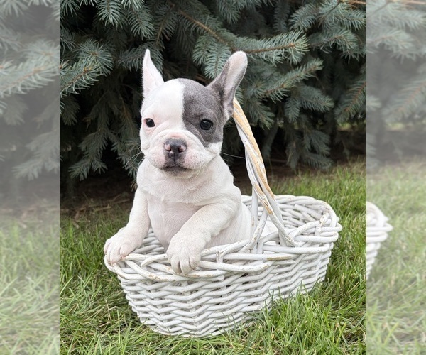 Medium Photo #5 French Bulldog Puppy For Sale in MIDDLEBURY, IN, USA