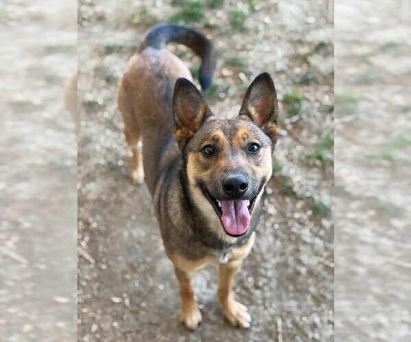 Medium Photo #1 Mutt Puppy For Sale in Riverside, CA, USA