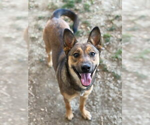 Mutt Dogs for adoption in Riverside, CA, USA