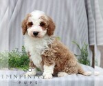 Small #2 Poodle (Miniature)