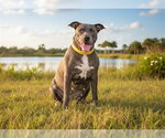 Small #2 American Pit Bull Terrier Mix