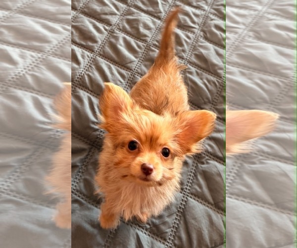 Medium Photo #2 Mutt Puppy For Sale in Sandy, UT, USA