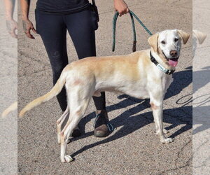 Charles - Male Mutt Dog for Adoption - Photo #2