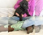Small Photo #4 Aussiedoodle-Bernedoodle Mix Puppy For Sale in BOISE, ID, USA