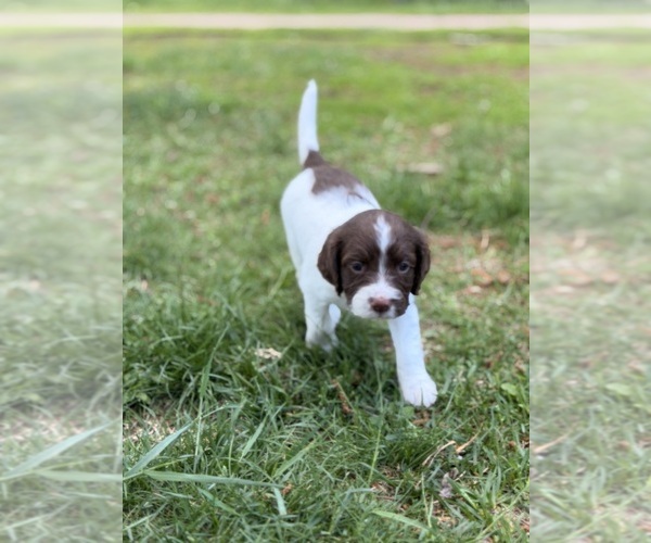 Medium Photo #8 English Springer Spaniel Puppy For Sale in VIRGINIA, MN, USA