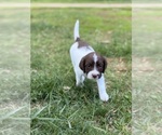 Small #7 English Springer Spaniel