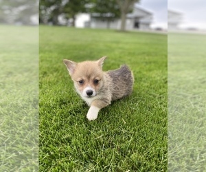 Pembroke Welsh Corgi Puppy for sale in SULLIVAN, IL, USA