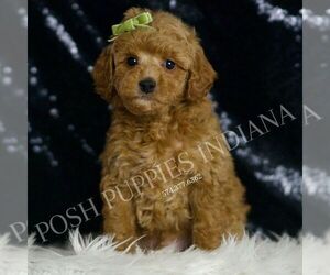 Medium Goldendoodle (Miniature)