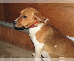 Beagle Puppy for sale in HUDSON, MI, USA