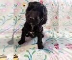 Small #2 Goldendoodle