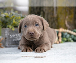 Small #1 Labrador Retriever