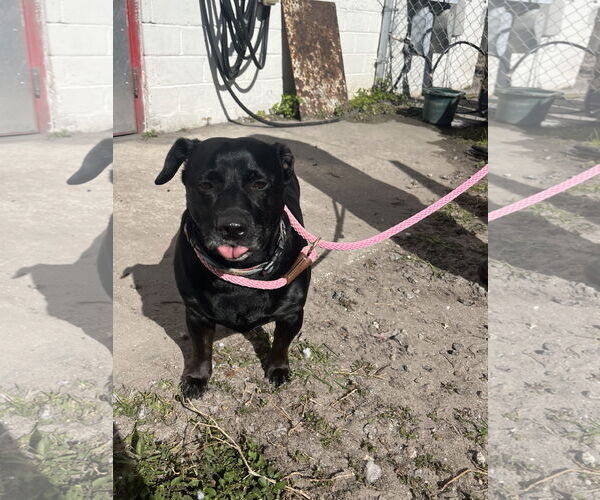 Medium Photo #3 Chiweenie Puppy For Sale in Sanford, FL, USA