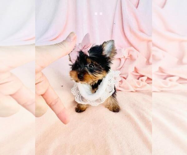 Medium Photo #15 Yorkshire Terrier Puppy For Sale in WEST PALM BEACH, FL, USA