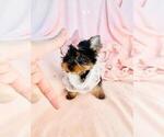 Small Photo #15 Yorkshire Terrier Puppy For Sale in WEST PALM BEACH, FL, USA