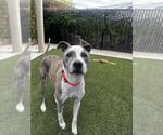 Small American Pit Bull Terrier Mix