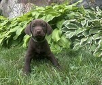 Puppy Blayke Labrador Retriever
