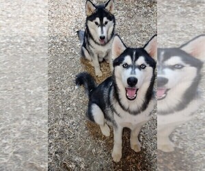 Siberian Husky Puppy for Sale in TUCSON, Arizona USA