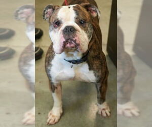 American Bulldog Dogs for adoption in Bridgewater, NJ, USA