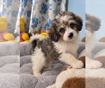 Litter of 3 - Male(s) and Female(s) Cockapoo (Miniature)Litter of Puppies for Sale - Photo #7