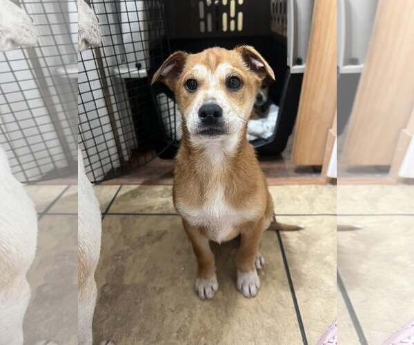 Medium Photo #1 Beagle-Unknown Mix Puppy For Sale in Arlington, VA, USA