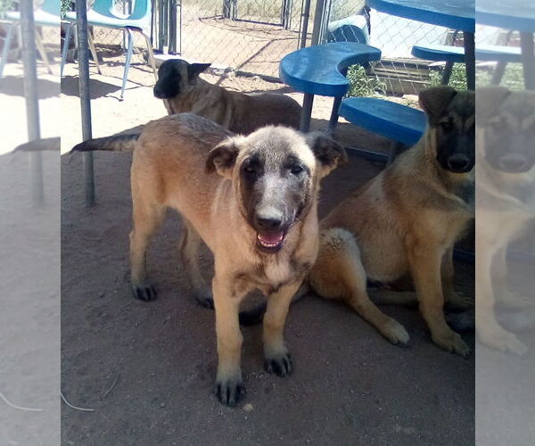 Medium Photo #8 German Shepherd Dog-Unknown Mix Puppy For Sale in Apple Valley, CA, USA