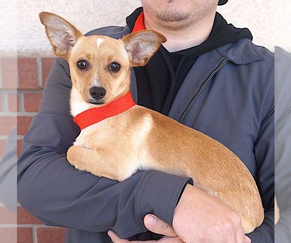 Medium Photo #2 Mutt Puppy For Sale in Carrollton, TX, USA