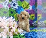 Small Photo #2 Bichpoo-Poodle (Miniature) Mix Puppy For Sale in KIRKWOOD, PA, USA