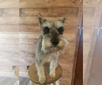 Small Photo #1 Schnauzer (Miniature) Puppy For Sale in SILER CITY, NC, USA