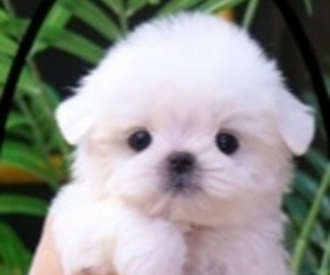 Maltese Puppy for sale in HENDERSON, NV, USA