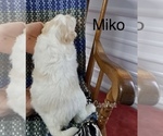 Small Photo #15 Pookimo Puppy For Sale in CLARE, MI, USA