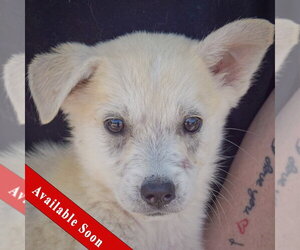 Gerberian Shepsky Dogs for adoption in Huntley, IL, USA
