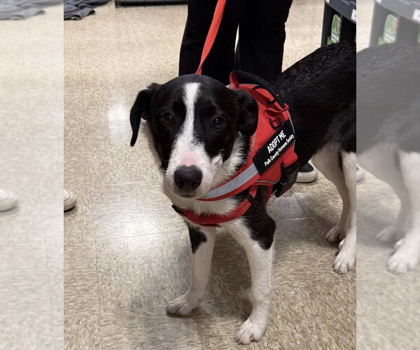 Medium Photo #2 Pyrenees Border Collie Puppy For Sale in Bolivar, MO, USA