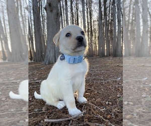 Medium Labrador Retriever-Mutt Mix