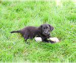 Small #4 Labrador Retriever