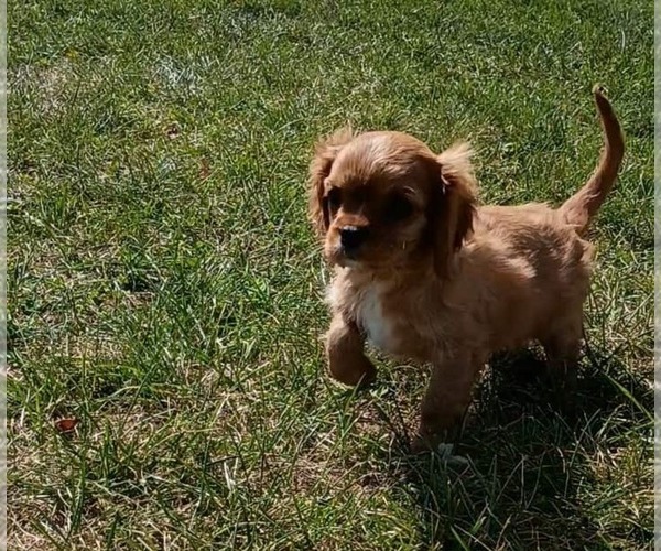 Medium Photo #2 Cavalier King Charles Spaniel Puppy For Sale in PORTAGE, MI, USA