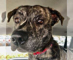 Plott Hound-Unknown Mix Dogs for adoption in San Juan Capistrano, CA, USA
