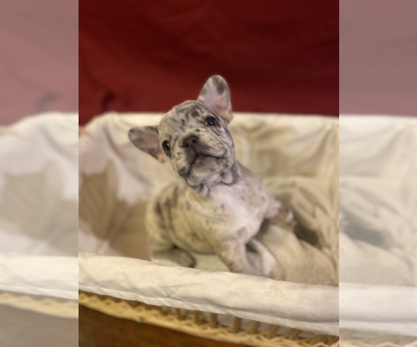 Medium Photo #5 French Bulldog Puppy For Sale in LAKE ELSINORE, CA, USA