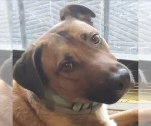 Dunson - Male Mutt Dog for Adoption - Photo #22