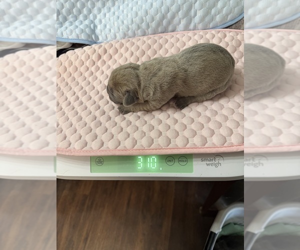 Medium Photo #1 Cane Corso Puppy For Sale in NEW TAZEWELL, TN, USA