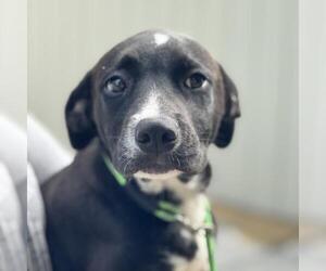Chocolate Labrador retriever-Unknown Mix Dogs for adoption in Yardley, PA, USA