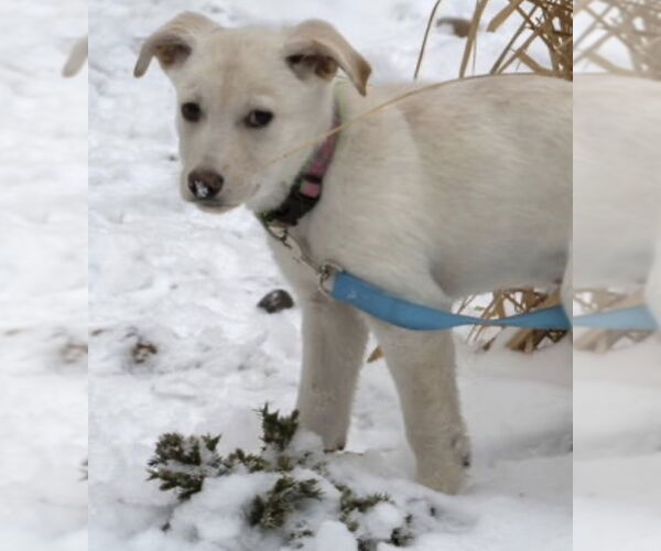 Medium Photo #1 Shepradors Puppy For Sale in Princeton, MN, USA