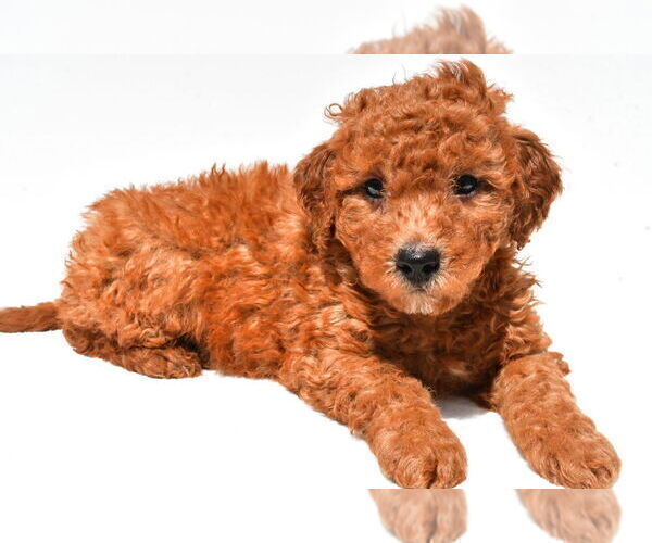 Medium Photo #41 Goldendoodle mix (+ Poodle Miniature) Puppy For Sale in DURHAM, CT, USA