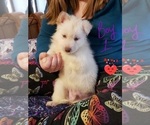 Small Photo #1 Alaskan Husky-Australian Cattle Dog Mix Puppy For Sale in PEKIN, IL, USA