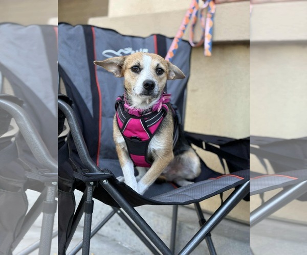 Medium Photo #1 Jack Russell Terrier-Unknown Mix Puppy For Sale in Visalia, CA, USA