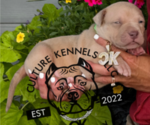 Puppy Green Collar American Bully