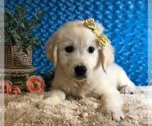 English Cream Golden Retriever Puppy for sale in DOSS, MO, USA